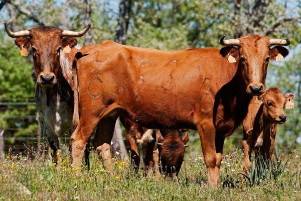 Ganadería carreros. Finca "Carreros de Fuenterroble"