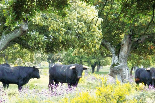 Toro bravo y dehesaGanadería Antonio Palla. Finca “Gusende Moscosa”