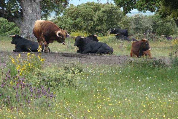 Ganadería Antonio Palla. Finca “Gusende Moscosa”