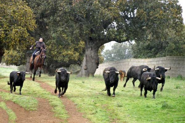 Ganadería Puerto de San Lorenzo y la Ventana del Puerto. Finca “Puerto de la Calderilla”