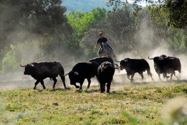 Ganadería Puerto de San Lorenzo y la Ventana del Puerto. Finca “Puerto de la Calderilla”