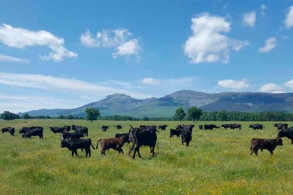 Ganadería Adelaida Rodríguez. Finca “Zarzosillo de Abajo”