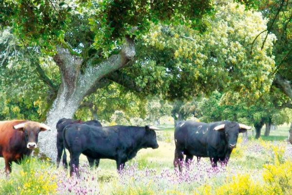 Ganadería Antonio Palla. Finca "Gusende Moscosa"