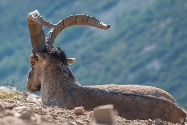 Reserva Regional de Caza de las Batuecas