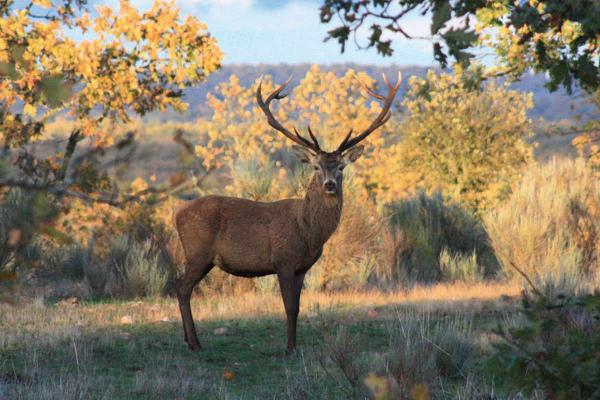 La montería en Salamanca