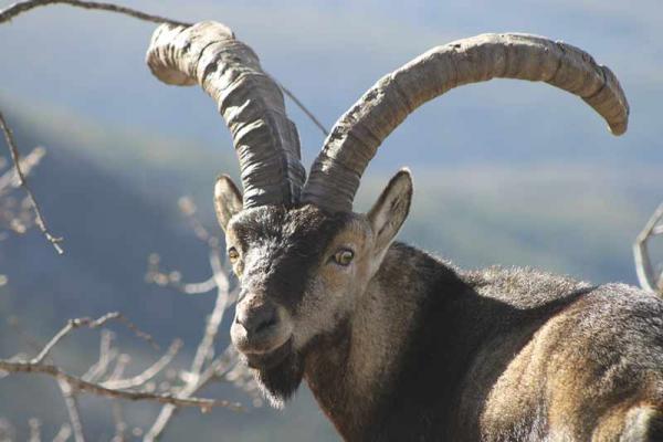 Reserva Regional de Caza de las Batuecas