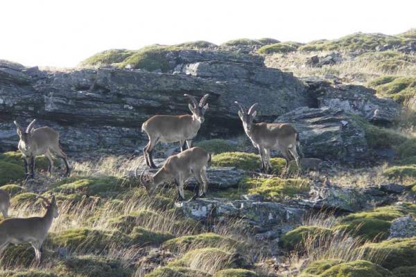 Reserva Regional de Caza de las Batuecas