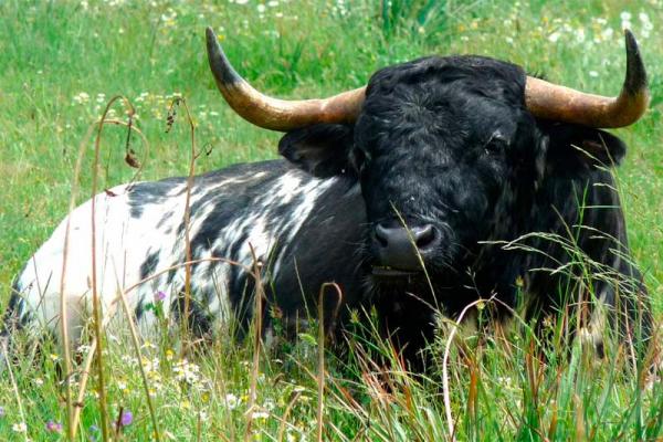 Ganadería carreros. Finca "Carreros de Fuenterroble"