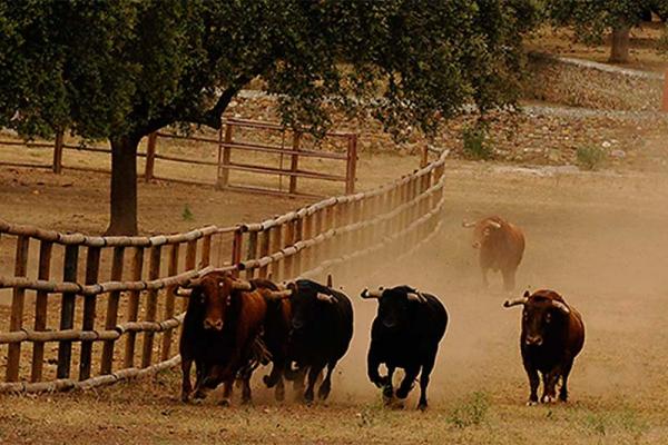 Ganadería José Cruz. Finca “Cabezal Viejo”