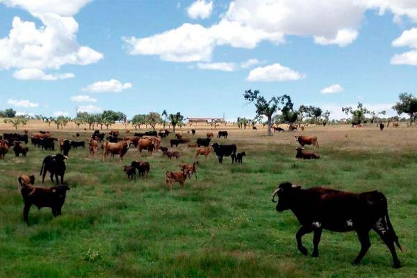 Ganadería de Herederos de Don Manuel Santos Alcalde. Finca “Los Talayos”