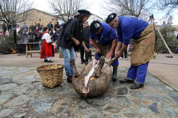 The typical slaughter of pig in Guijuelo