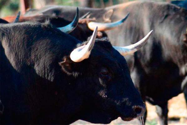 Ganadería Orive. Finca “Las Tapias”