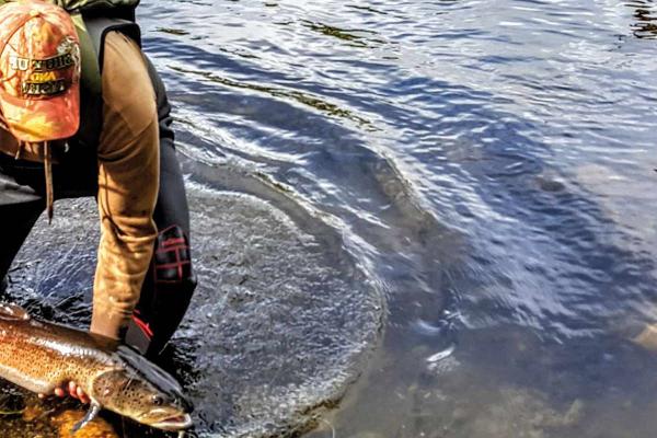 El Salmón del Danubio