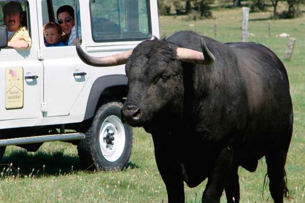 Ganadería Herederos de Miguel Zaballos. Finca “Valdelacoba”. Faenas Camperas