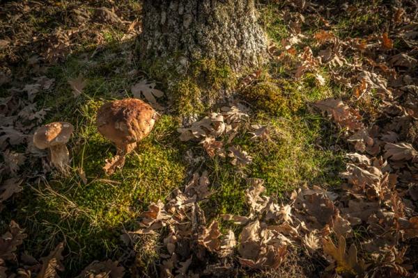 Senderos micológicos