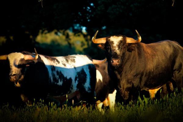 Ganadería El Barcial