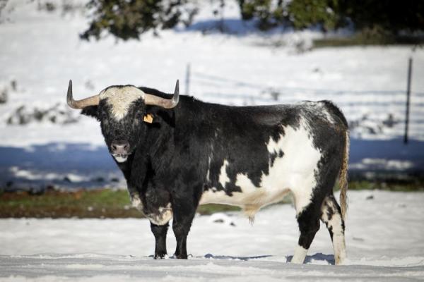 Ganadería El Barcial