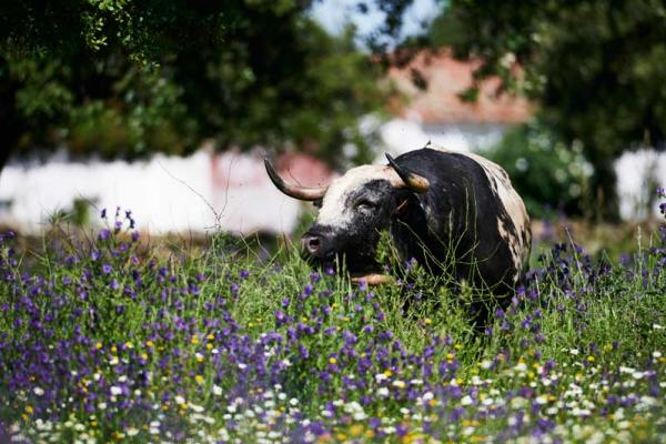 Ganadería El Barcial