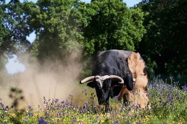 Ganadería El Barcial