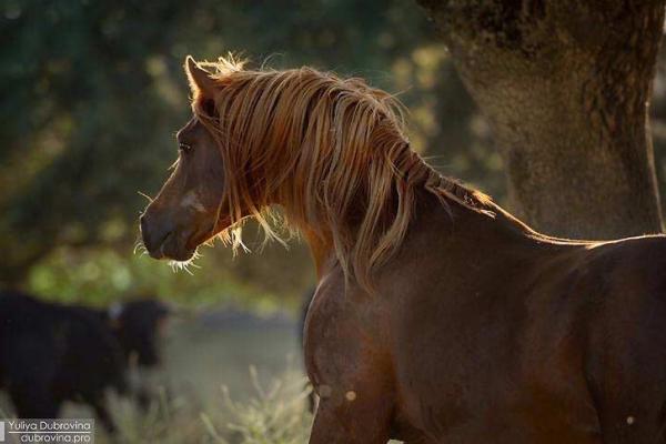 Ganadería Ángel Sánchez Sánchez. Finca "Miguel Muñoz"