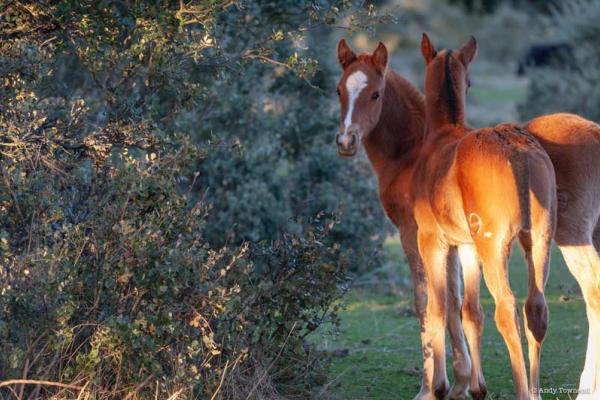 Ganadería Ángel Sánchez Sánchez. Finca "Miguel Muñoz"