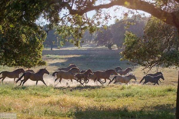 Ganadería Ángel Sánchez Sánchez. Finca "Miguel Muñoz"