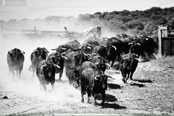 Ganadería Ángel Sánchez Sánchez. Finca "Miguel Muñoz"