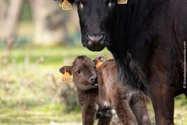 Ganadería Valdefresno