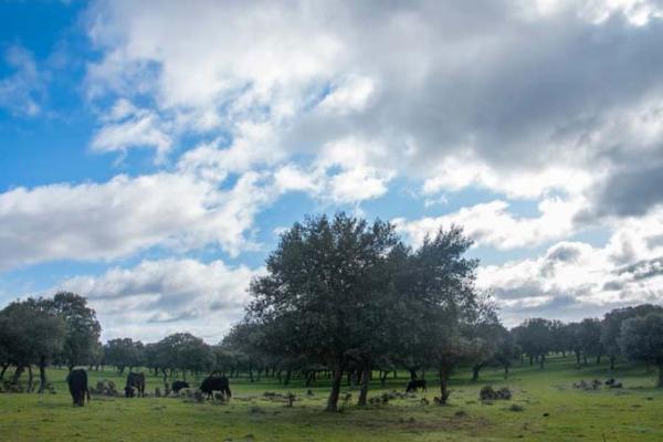 Ganadería Valdefresno