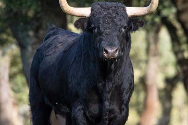 Ganadería Valdefresno