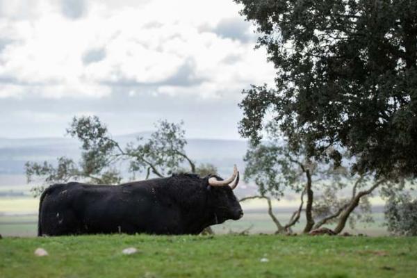 Ganadería Valdefresno
