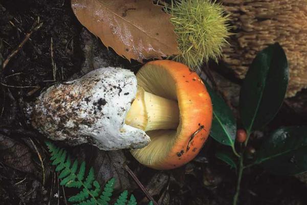 Ruta de los senderos micológicos