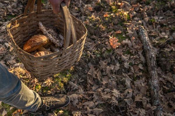 Ruta de los senderos micológicos