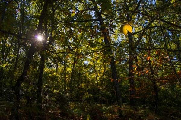 Sendero micológico Cepeda, Madroñal, Herguijuela de la Sierra