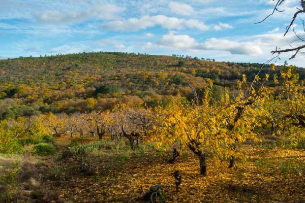 Sendero micológico Cepeda, Madroñal, Herguijuela de la Sierra