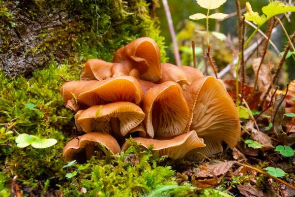 Sendero micológico Cepeda, Madroñal, Herguijuela de la Sierra