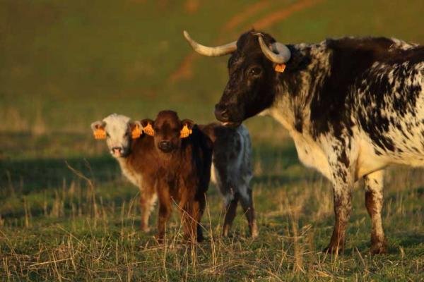 José Enrique Fraile de Valdefresno