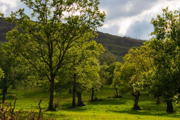 Sendero micológico "Tamames, Aldeanueva de la Sierra"