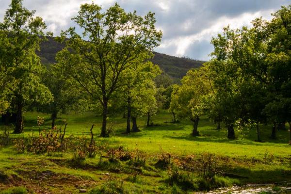 Sendero micológico "Tamames, Aldeanueva de la Sierra"