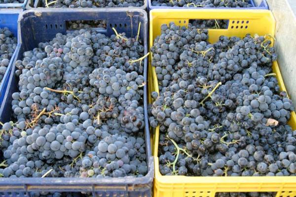 Ruta del Vino Sierra de Francia