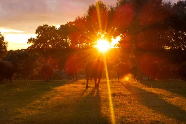 Imagen del video spot Salamanca Emociones: Toro, agua, piedra, mantel