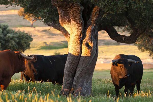 Toro y dehesa