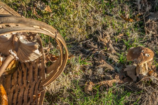 Cabecera imagen setas