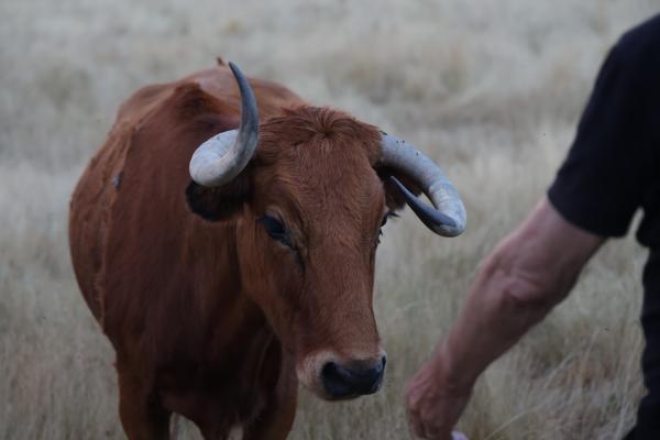 Toro bravo 5