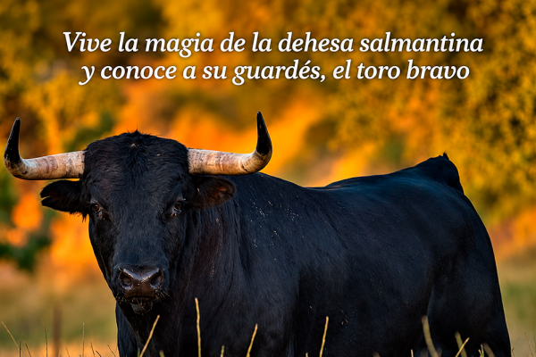 Toro dehesa 