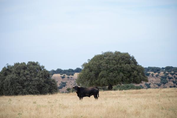 dehesa charra 4