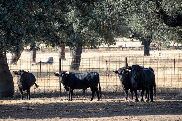 toro bravo  4 dehesa