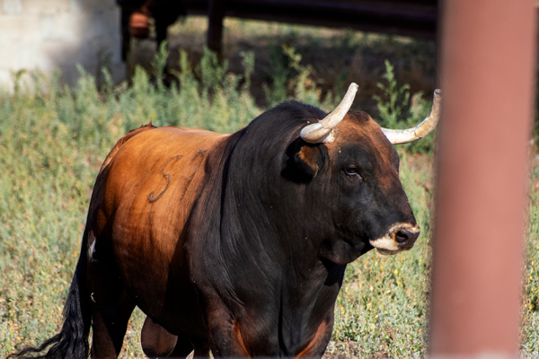toro bravo