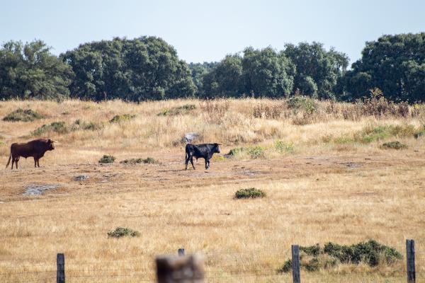 toro bravo 4