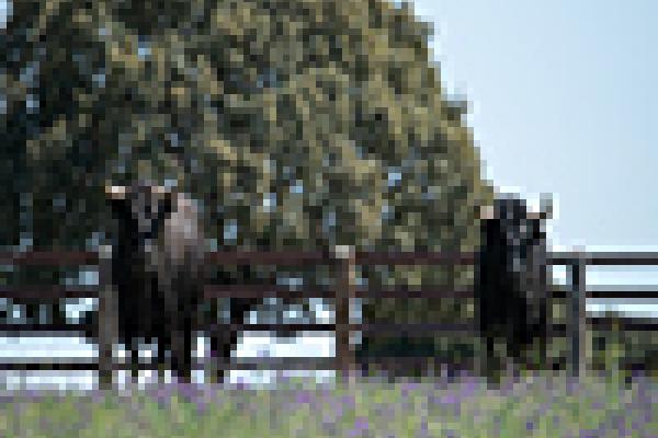 toro bravo 2